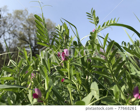 Karasuno peas Karasuno peas 77668261