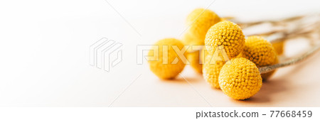 Craspedia globosa dry flowers Craspedia globosa dry flowers 77668459