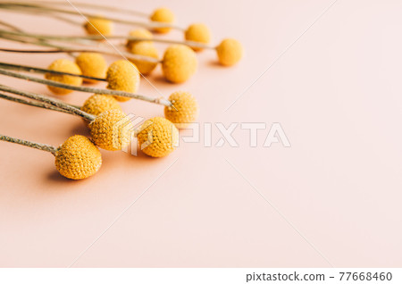 Craspedia globosa dry flowers 77668460