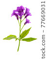 Single early spring flower of a violet Anemone isolated on a white background in close-up. PNG file with transparent background. 77669031