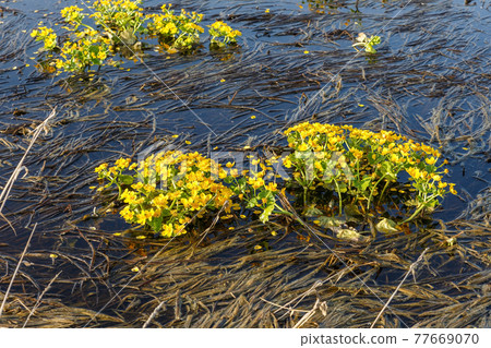 Caltha palustris, known as marsh marigold 77669070