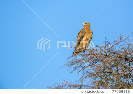 Wahlberg's Eagle in Kgalagadi transfrontier park, South Africa 77669116