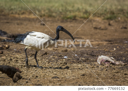 Vulpro rehabilitation center, South Africa 77669132