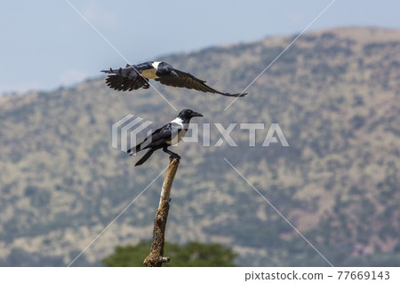 Vulpro rehabilitation center, South Africa 77669143