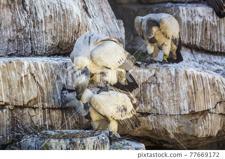 Vulpro rehabilitation center, South Africa 77669172