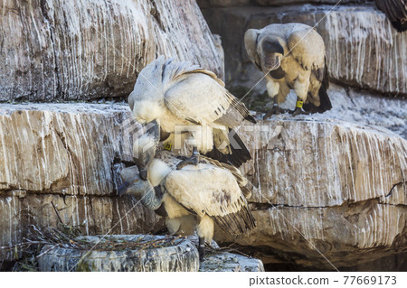 Vulpro rehabilitation center, South Africa 77669173