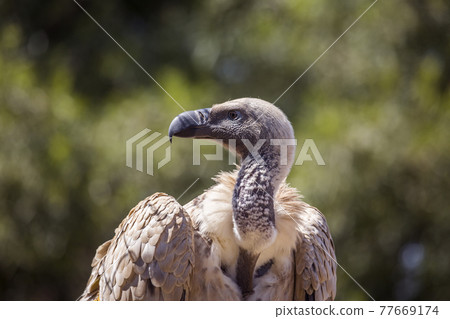 Vulpro rehabilitation center, South Africa 77669174