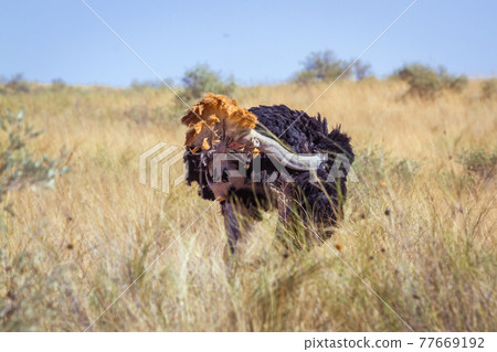 African Ostrich in Kgalagadi transfrontier park, South Africa African Ostrich in Kgalagadi transfrontier park, South Africa 77669192