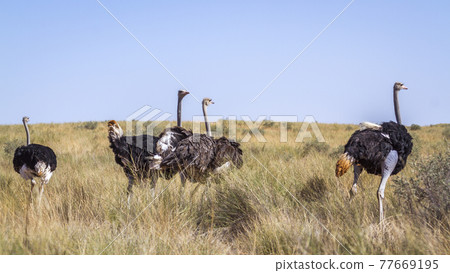 African Ostrich in Kgalagadi transfrontier park, South Africa African Ostrich in Kgalagadi transfrontier park, South Africa 77669195