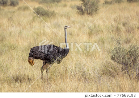 African Ostrich in Kgalagadi transfrontier park, South Africa 77669198