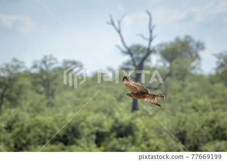 African Harrier-Hawk in Kruger National park, South Africa 77669199