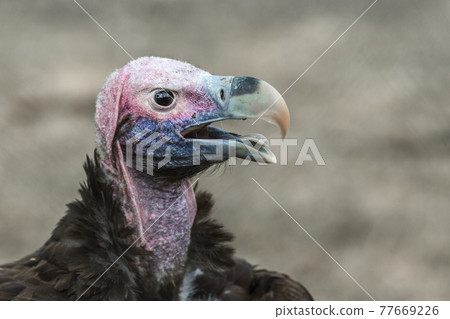 Lappet faced Vulture portrait isolated in natural background in Vulpro rehabilitation center South Africa 77669226