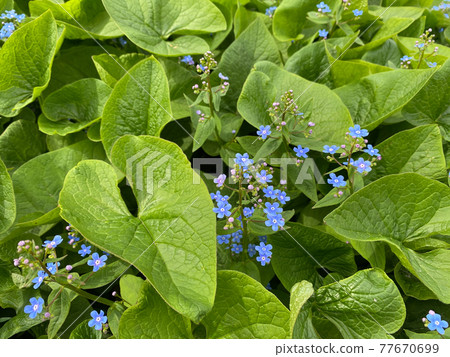 Brunnera, flowering plants, the family Boraginaceae. Blue flowers and large leaves Brunnera, flowering plants, the family Boraginaceae. Blue flowers and large leaves 77670699