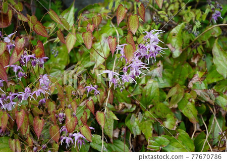 Spring in Hirosaki Park Hirosaki Castle Botanical Garden 77670786