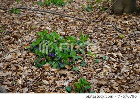 弘前公園 弘前城植物園的春天 77670790