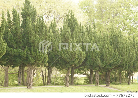 Mysterious tree Mysterious tree 77672275