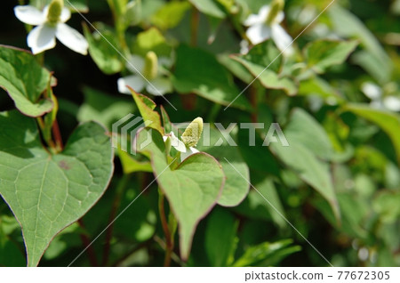 Houttuynia cordata flower 77672305