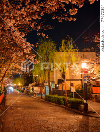 Gion Shirakawa in full bloom in Kyoto, night 77672394