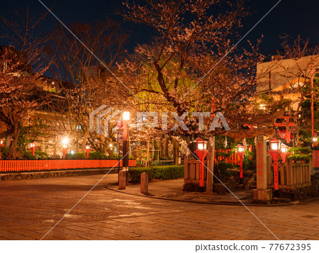 Gion Shirakawa in full bloom in Kyoto, night 77672395