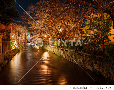 Gion Shirakawa in full bloom in Kyoto, night 77672396