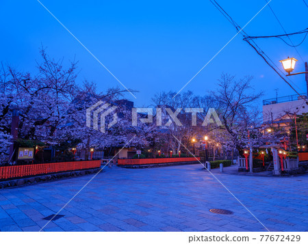 清晨的京都只園白川 77672429