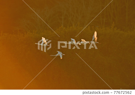 夏目潟湖天鵝 夏目潟湖天鵝 77672562