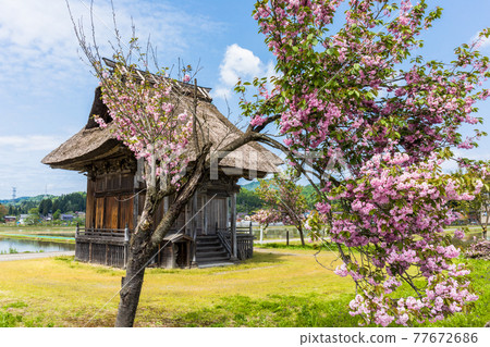 Yae Sakura and Ainohara Kannon-do 77672686