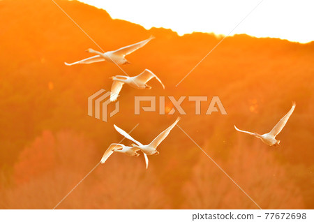 Natsume lagoon swan Natsume lagoon swan 77672698