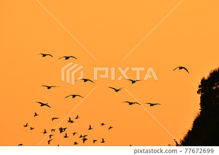 Natsume lagoon swan Natsume lagoon swan 77672699