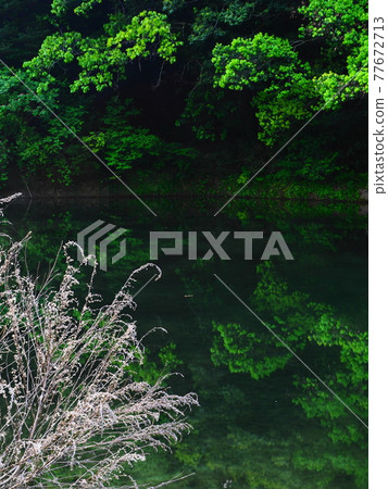 Fresh green song Fuchi Castle Ruins 77672713