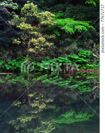 Fresh green song Fuchi Castle Ruins 77672717