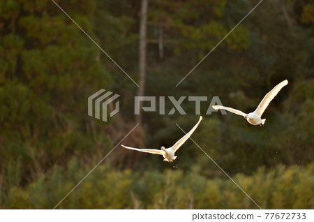 Natsume lagoon swan Natsume lagoon swan 77672733
