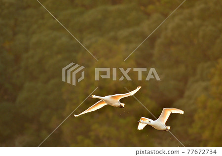 Natsume lagoon swan Natsume lagoon swan 77672734
