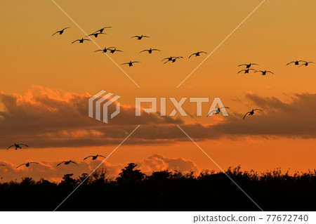 Natsume lagoon swan Natsume lagoon swan 77672740