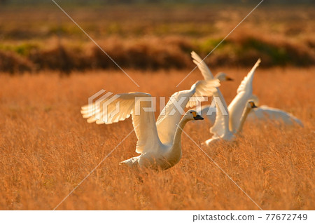 Natsume lagoon swan Natsume lagoon swan 77672749