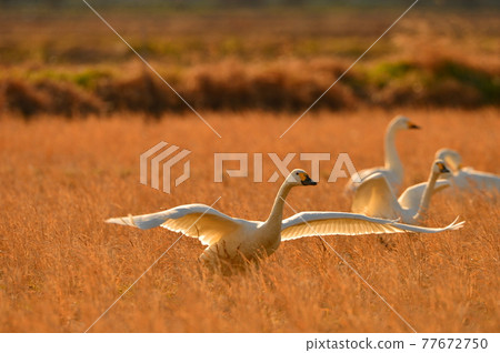 Natsume lagoon swan Natsume lagoon swan 77672750