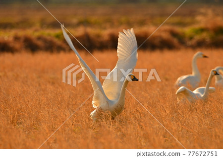Natsume lagoon swan 77672751