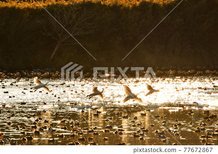 Natsume lagoon swan Natsume lagoon swan 77672867