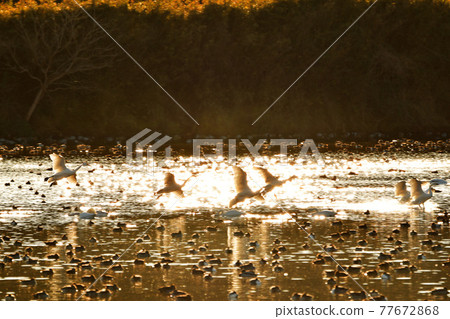 Natsume lagoon swan Natsume lagoon swan 77672868