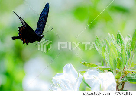 春天的花朵和蝴蝶,中國孔雀蝴蝶 春天的花朵和蝴蝶,中國孔雀蝴蝶 77672913