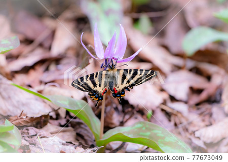 Early spring Japanese luehdorfia, a rare butterfly, longing for honey sucking with Kataguri Early spring Japanese luehdorfia, a rare butterfly, longing for honey sucking with Kataguri 77673049
