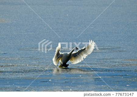 Swan in Oike Swan in Oike 77673147
