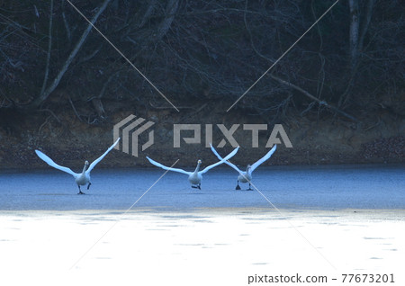 Swan in Oike Swan in Oike 77673201