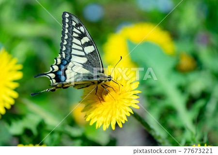 蒲公英和燕尾蝴蝶花和蝴蝶 77673221
