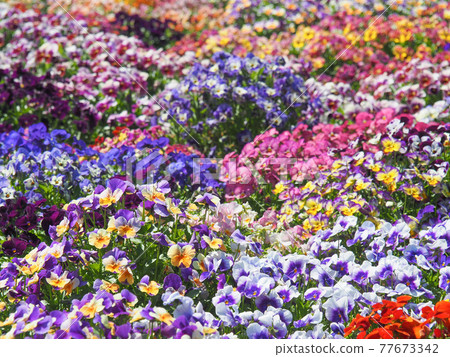 川口綠色中心的中提琴場 77673342