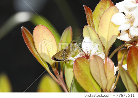 Ichimon dieselis 77673511