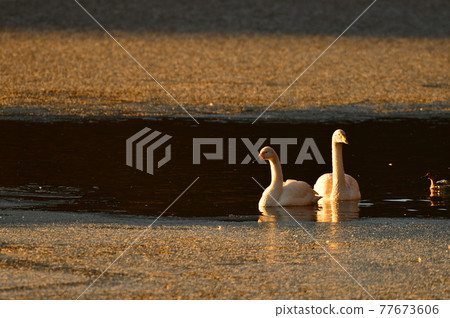 Swan in Oike 77673606