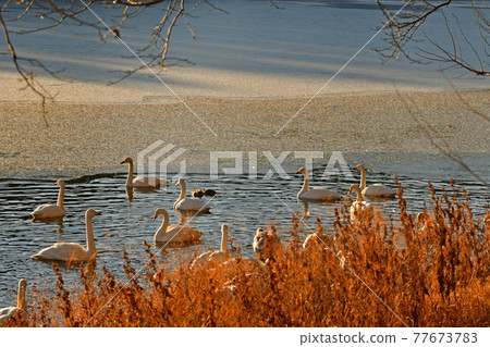 Swan in Oike Swan in Oike 77673783