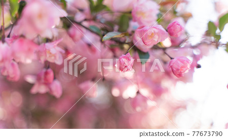 Sapporo Maruyama scenery 77673790