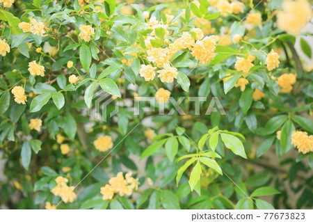 mockybara花 mockybara花 77673823